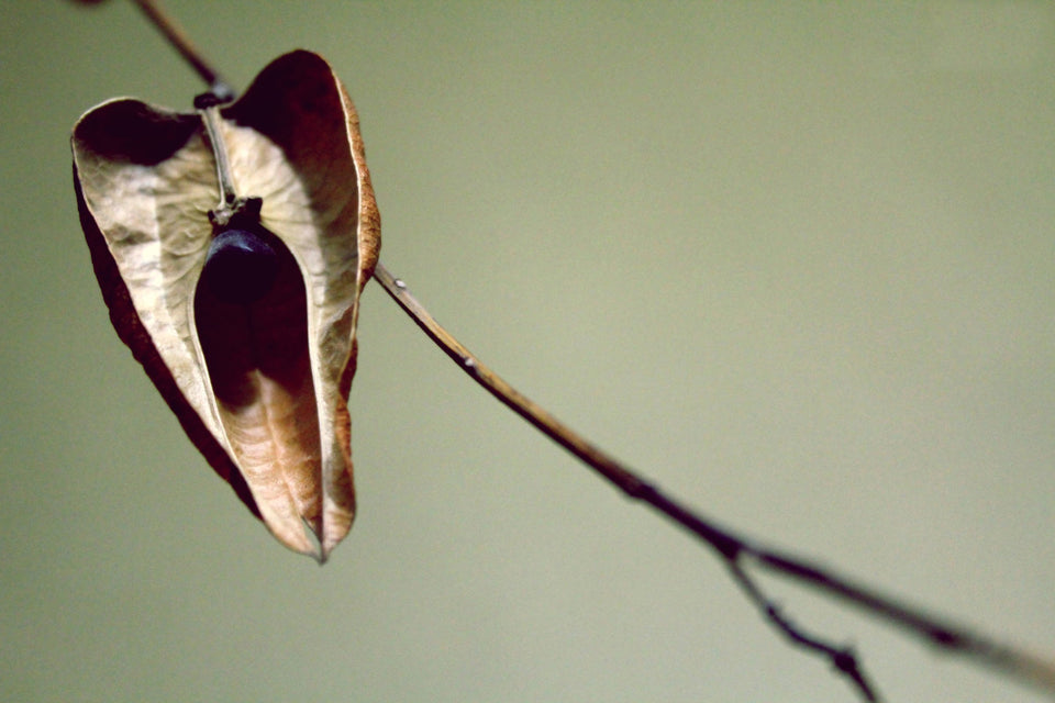 Dried Lantern