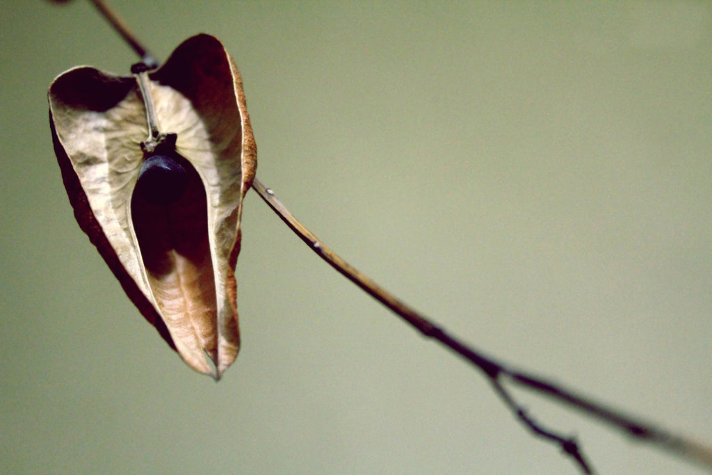 Dried Lantern