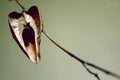 Dried Lantern
