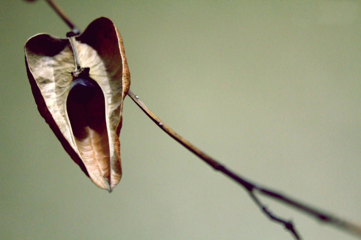 Dried Lantern