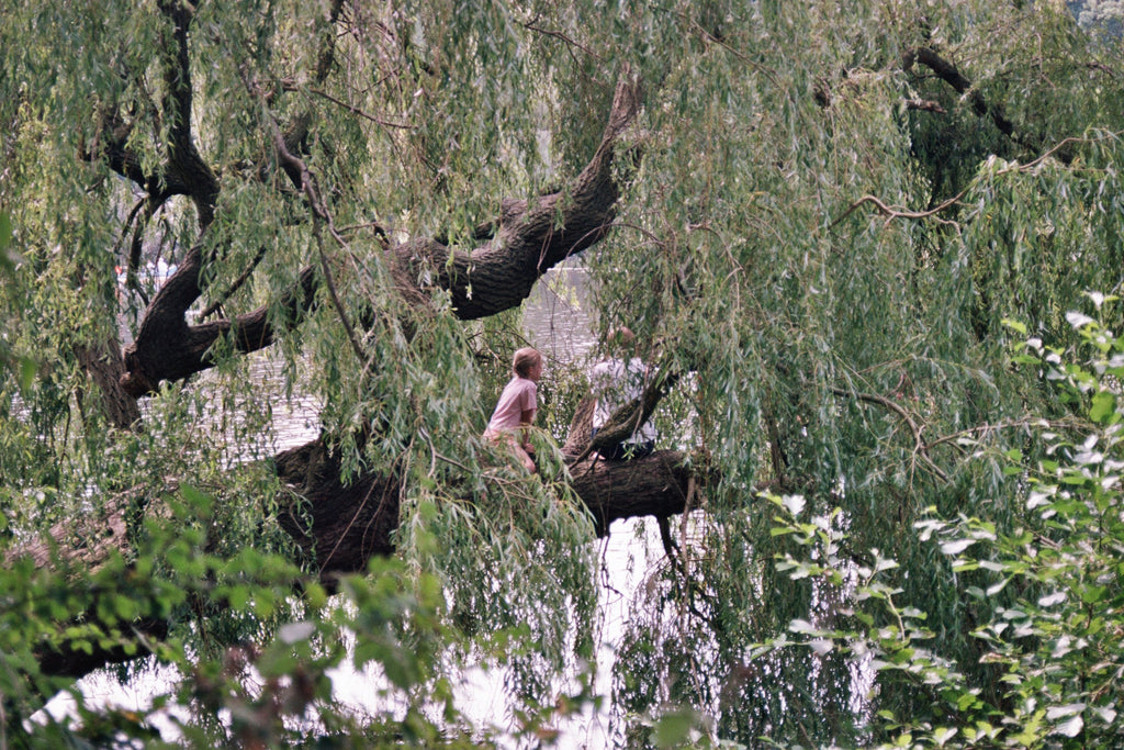 Under the Willow