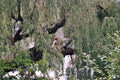Under the Willow