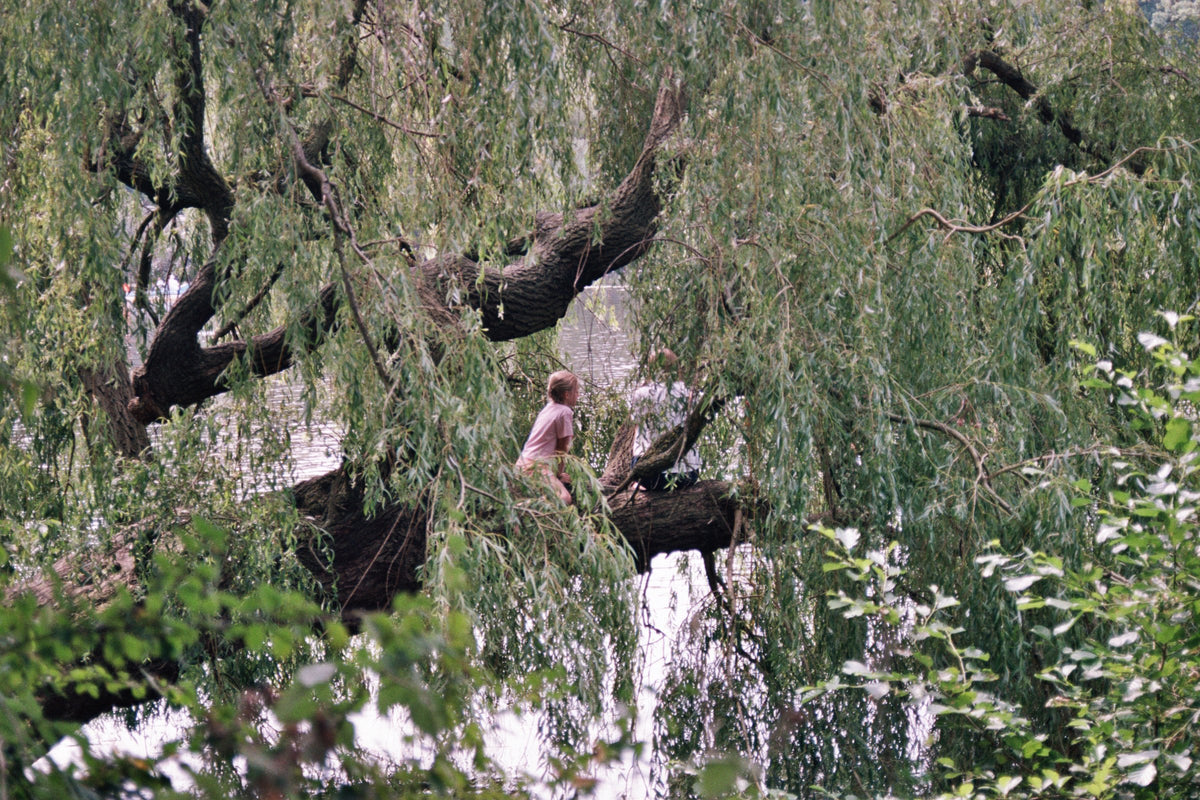 Under the Willow
