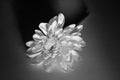 White Chrysanthemum