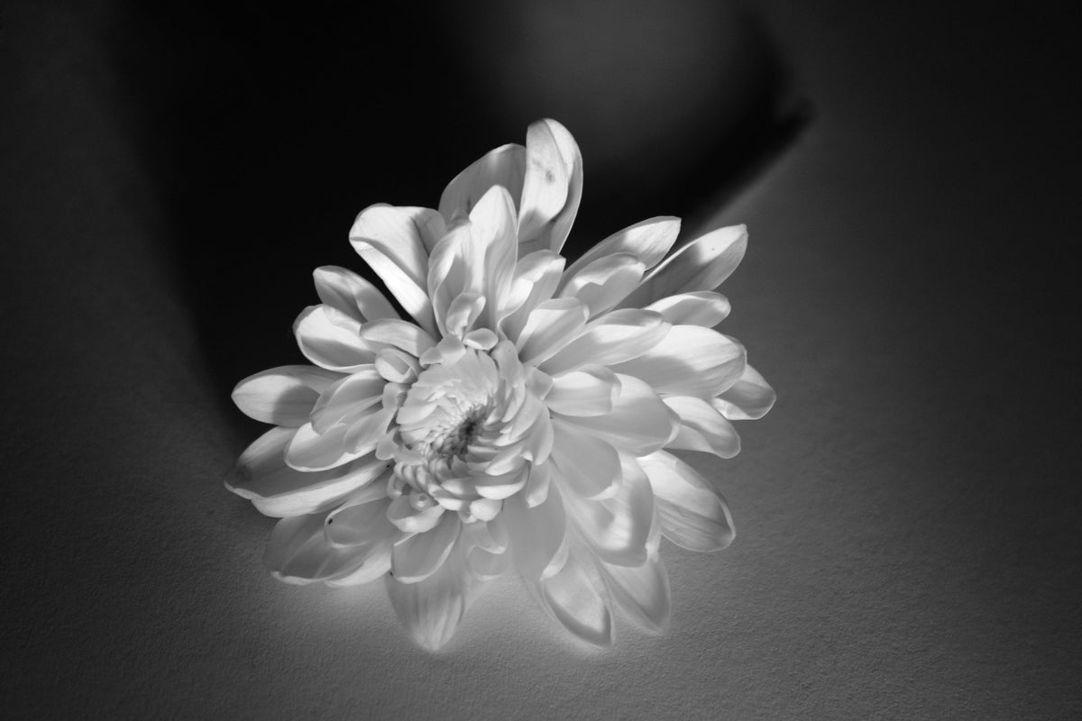 White Chrysanthemum
